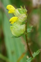 Yellow Rattle Rhinanthus minor