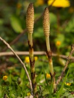 great horsetail Equisetum telmateia