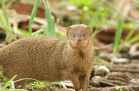 Small Asian mongoose Herpestes auropunctatus 