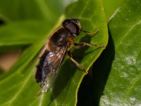 a hoverfly Eristalis pertinax