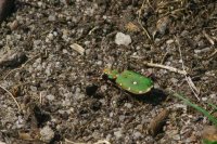 Green tiger beetle Cicindela campestris