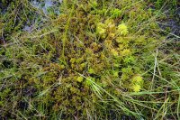 Sphagnum denticulatum