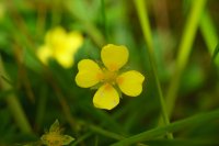 Tormentil Potentilla erecta