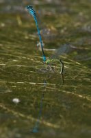 Azure Damselflies Coenagrion puella