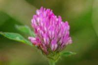 Red Clover Trifolium pratense