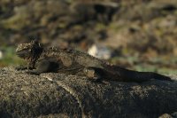 Marine Iguana