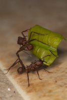 leafcutter ants