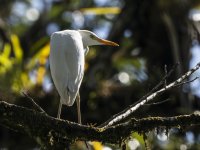 cattle egret Bubulcus ibis 