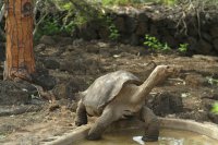 Lonesome George