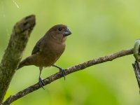 thick-billed seed finch Sporophila funerea 