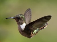 volcano hummingbird Selasphorus flammula 