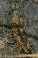 Mottled Grasshopper Myrmeleotettix maculatus