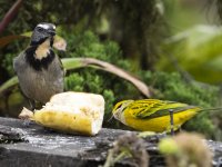 Buff-throated saltator Saltator maximus 