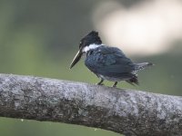 Amazon kingfisher Chloroceryle amazona 