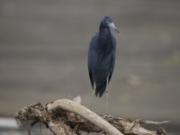 little blue heron Egretta caerulea 