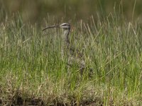 whimbrel Numenius phaeopus 