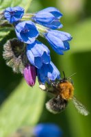 Tree bumblebee Bombus hypnorum