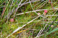 Vaccinium oxycoccos