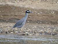 yellow-crowned night heron Nyctanassa violacea 