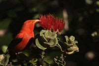 I'iwi or scarlet Hawaiian honeycreeper 