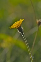 Rough Hawkbit