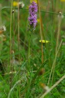 Gymnadenia conopsea