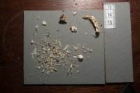 spraint sample 119