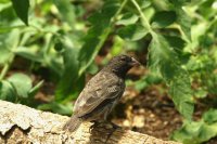 Finch near Jatun Sacha