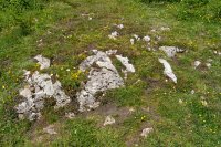 Natural rock garden around limestone outcrop