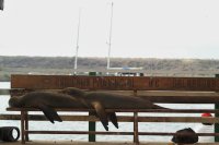 Galapagos Sea Lions resting on bench