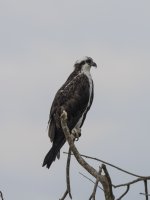 osprey Pandion haliaetus Also known as fish hawk, river hawk, sea hawk