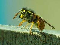 German wasp Vespula germanica