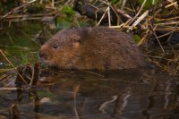 Water Vole