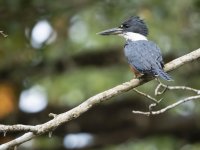 ringed kingfisher Megaceryle torquata 