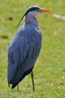 Grey Heron