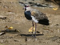 southern lapwing Vanellus chilensis 