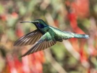 lesser violetear (mountain violet-ear) Colibri cyanotus cabanidis 