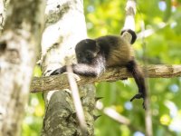 mantled howler Alouatta palliata 