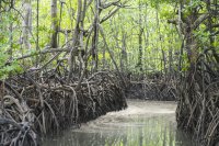 mangroves