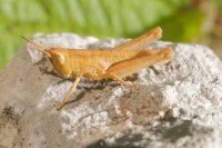 Common field grasshopper nymph