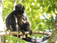 mantled howler Alouatta palliata 