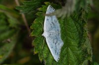 Common white wave Cabera pusaria