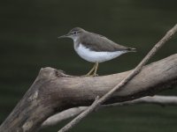 spotted sandpiper Actitis macularius 