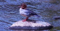 female goosander Mergus merganser