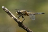 Four-spotted Chaser Libellula quadrimaculata