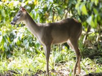 Central American red brocket Mazama temama 