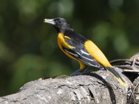 male Baltimore oriole Icterus galbula 