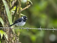 variable seedeater Sporophila corvina 