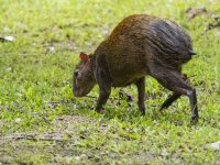 Central American agouti Dasyprocta punctata 