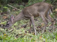 Central American red brocket Mazama temama 